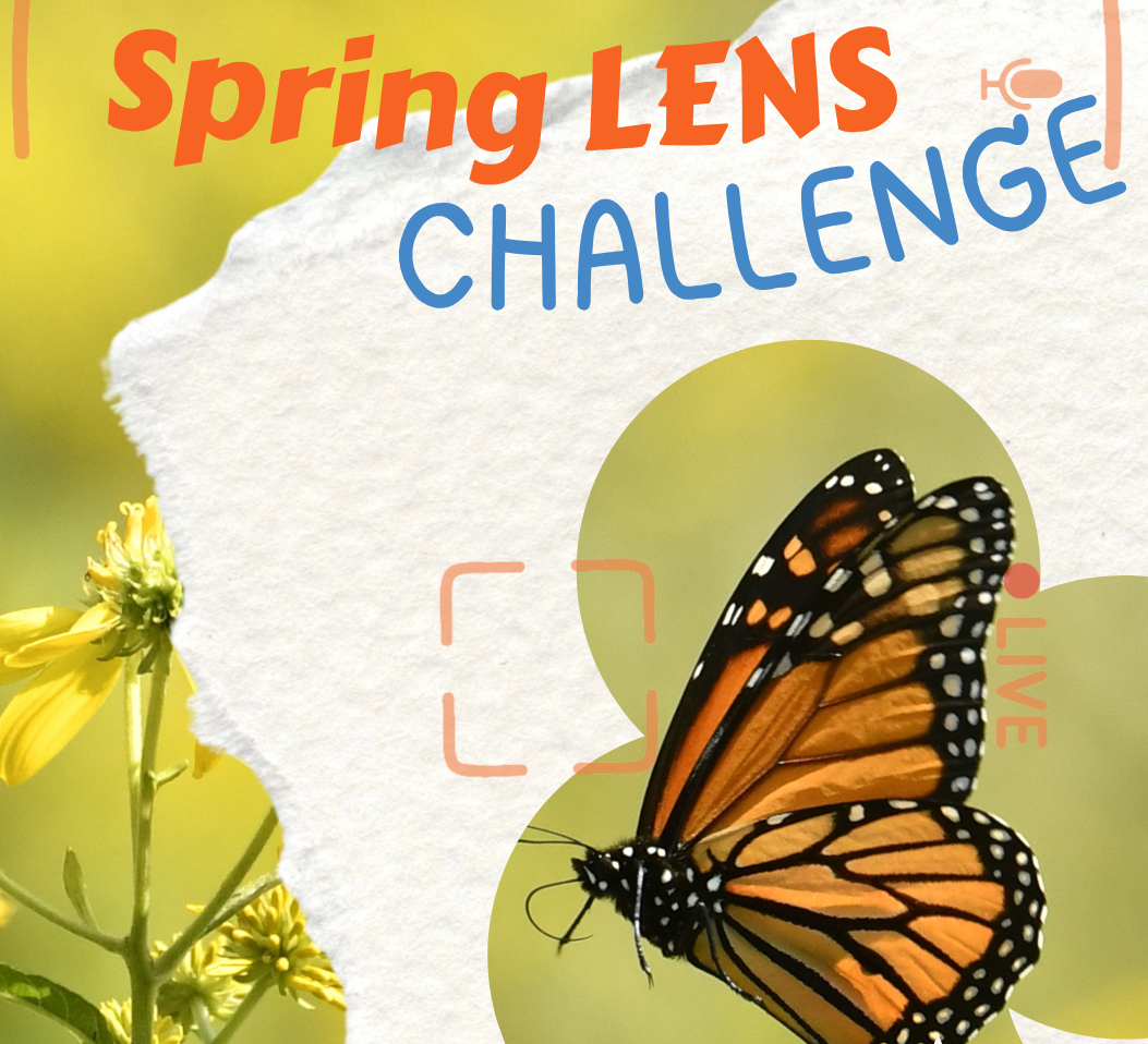 Spring Lens Challenge