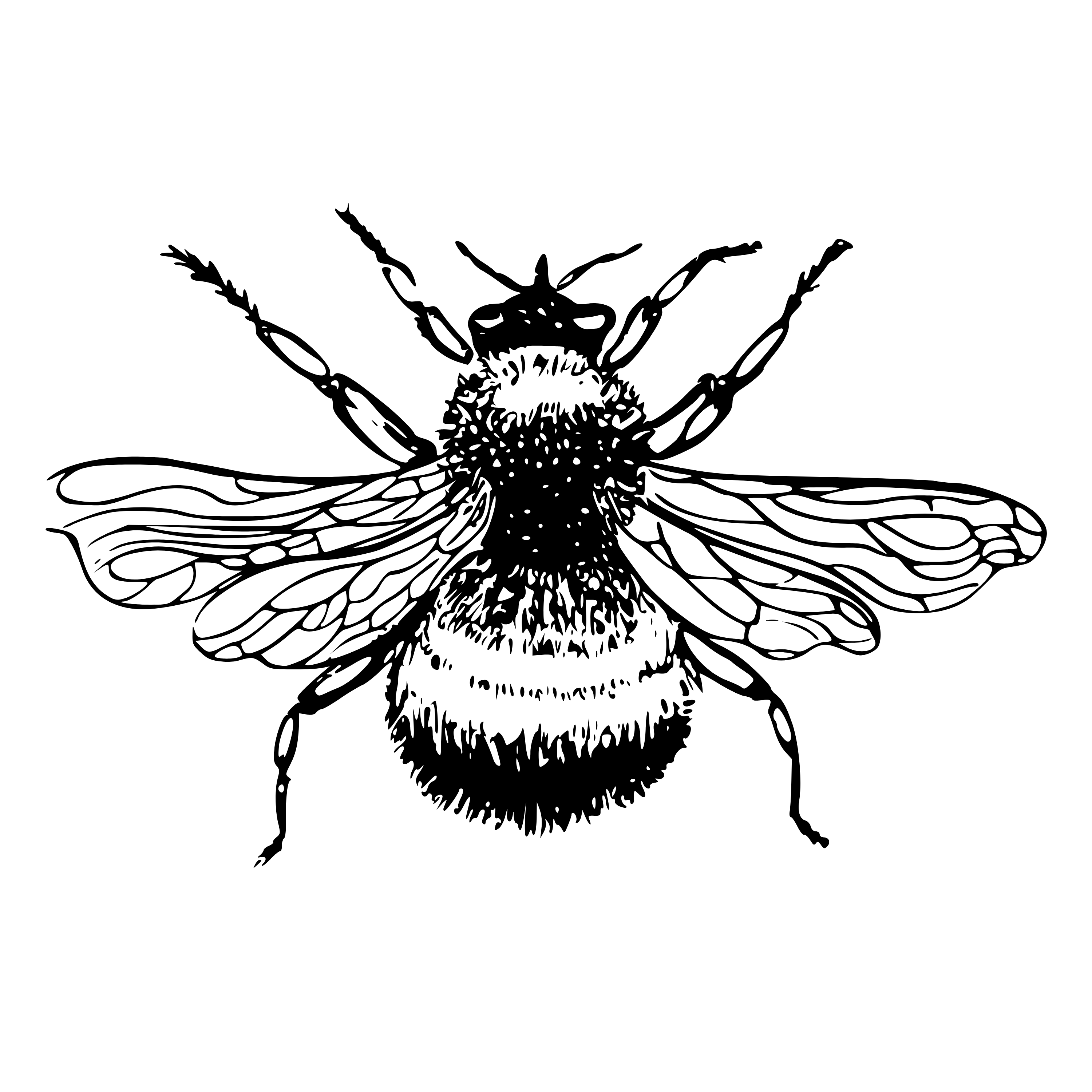 Contact The Buzz